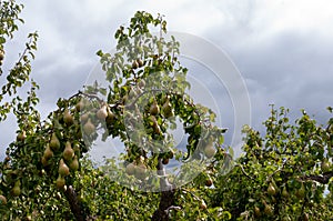 Pears on pear tree in Worcestershire