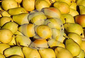Pears on pile