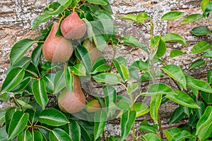 pears almost ready for harvest on a pear tree