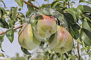 Pears ripen on the tree