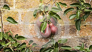Pears ripening on an espaliered pear tree. photo