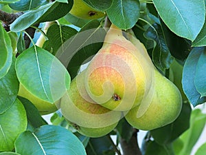 Pears Ripening on Tree