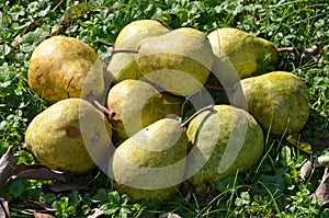 Pears in the Salzkammergut, Austria, Europe