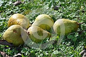 Pears in the Salzkammergut, Austria, Europe