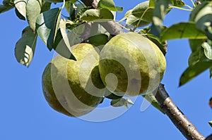 Pears in the Salzkammergut, Austria, Europe