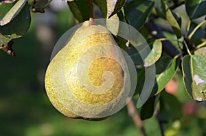 Pears in the Salzkammergut, Austria, Europe