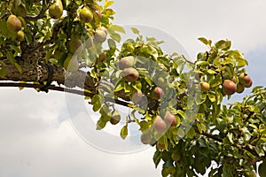 Pears trained over an arch in England photo