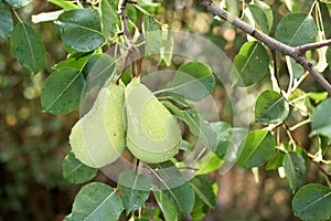 Pears on a tree