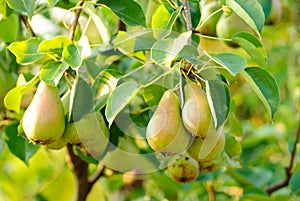 Pears on tree