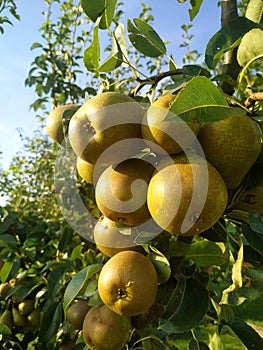 Pears on the tree