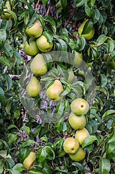Pears on a Tree