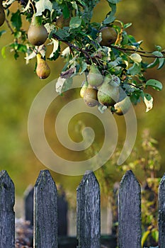 Pears on a tree