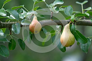 Pears on the tree. Close-up of a pear with leaves.