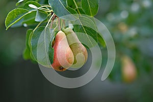 Pears on the tree. Close-up of a pear with leaves.