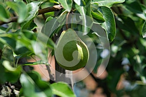 Pears on the tree. Close-up of a pear with leaves.