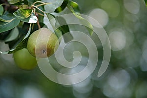 Pears on the tree. Close-up of a pear with leaves.