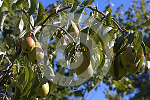 Pears on a tree. Pyrus communis variety