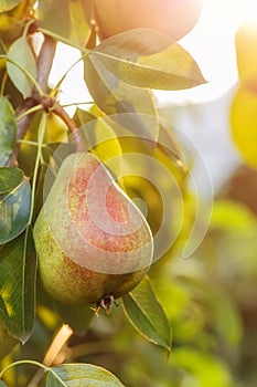 Pears on the tree with sunshine