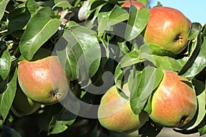 Bartlett pears growing on the tree