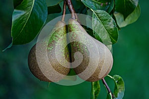Pears