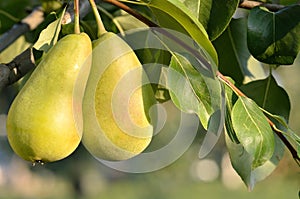 Two pears