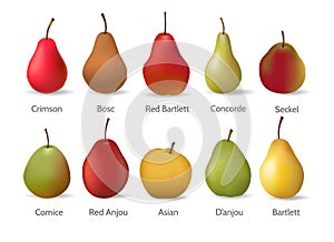 Pears varieties illustration