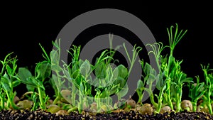 Peas beans germination on black background