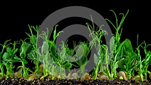 Peas beans germination on black background