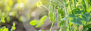 The Peas branch on the garden bed. Close up. Copy space for text. Blurred background. Banner slider template.