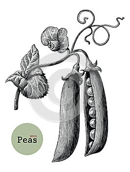 Peas branch hand drawing vintage engraving illustration photo