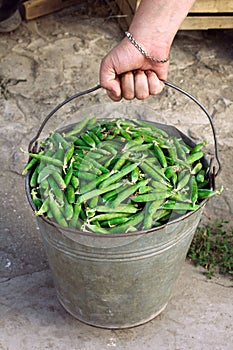 Peas in a bucket