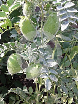 Peas chickpeas. Summer time. beauty of nature. June