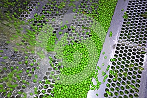 Peas on a conveyor in food processing plant