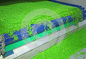 Peas on a conveyor in food processing plant