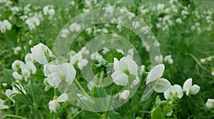 Peas detail blossom flower white bio organic farm farming cover crop Pisum sativum, green fertilization mulch field soil