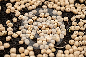 Peas on earth about to germinate..