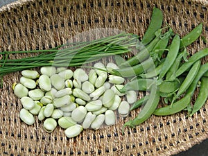 Peas, fava beans and chives