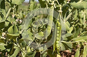 Peas field