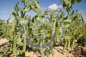 Peas field