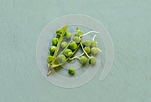 Peas green forgiven open pod on gray background