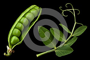 Peas leaf on black background