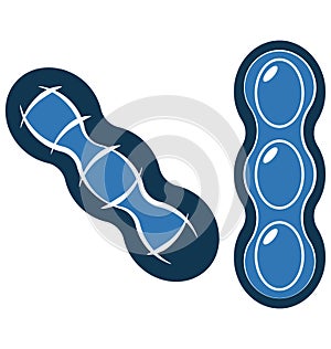 Peas Line Vector Isolated Icon customized and editable