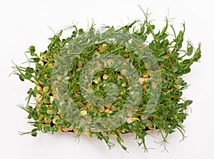 Peas, micro greens, citi - farms, vertical farms. View from above on a white background