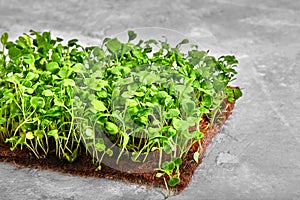 Peas microgreens with seeds and roots. Sprouting Micro greens on Jute Microgreens Grow Mats. Sprouting Microgreens on photo