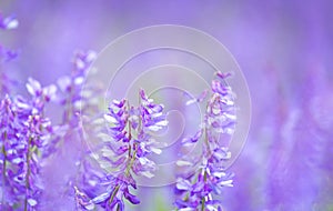 Peas mouse flowers or Vicia cracca or bird, blue or boreal vetch, selective focus, closeup. Lilac purple floral background