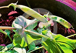 Peas on a pea plant photographed in South Africa