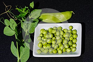 Peas Pisum sativum