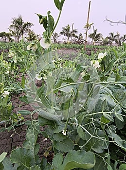 Peas Plant cultivation in a farm