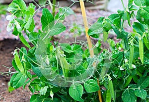 Peas plant with drops growing on the farm