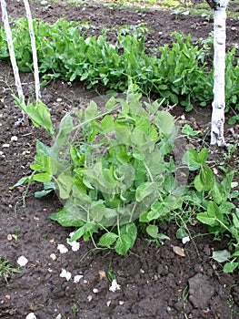 Peas plant in garden